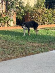 Found/Stray Unknown Dog last seen Near Brompton Ave., Bell (Resting on Driveway), Bell, CA 90201