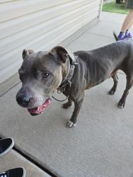Reunited Male Dog last seen The Village, The Village, OK 73120