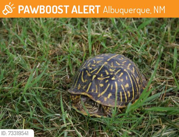Found/Stray Unknown Reptile last seen Monte Verde and Sierra Larga Dr. NE, Albuquerque, NM 87112