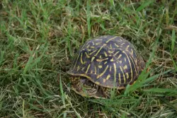 Found/Stray Unknown Reptile last seen Monte Verde and Sierra Larga Dr. NE, Albuquerque, NM 87112