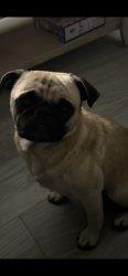 Reunited Male Dog last seen Near, Conroe, TX 77306