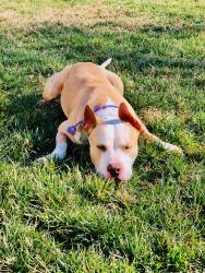 Lost Male Dog last seen Barber road, Durham, NC 27713
