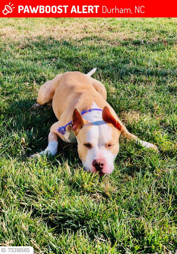 Lost Male Dog last seen Barber road, Durham, NC 27713