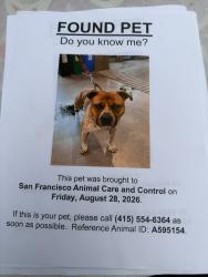 Reunited Male Dog last seen Near Toland St, San Francisco, CA 94124, USA, San Francisco, CA 94124