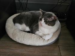 Lost Male Cat last seen Middlebie Dr. / Mountain View Park, Austin, TX 78750
