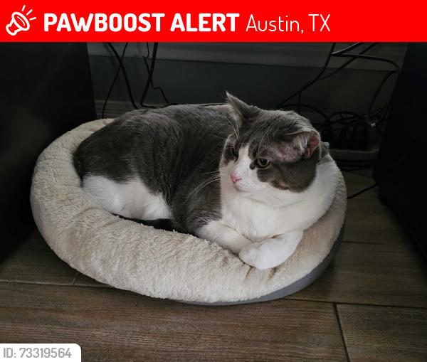 Lost Male Cat last seen Middlebie Dr. / Mountain View Park, Austin, TX 78750