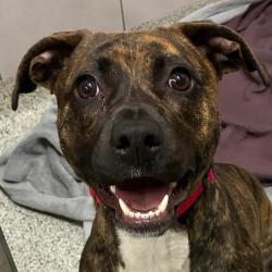 Shelter Stray Female Dog last seen , 1013 Garfield St, Oak Park, IL 60304, USA