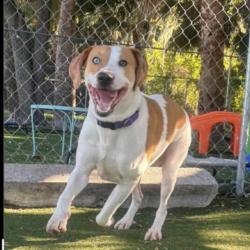 Shelter Stray Male Dog last seen , 8020 Washington St, Port Richey, FL 34668, USA