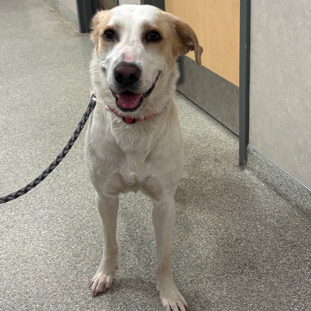 Shelter Stray Female Dog last seen , 8464 Beach Blvd, Jacksonville, FL 32216, USA
