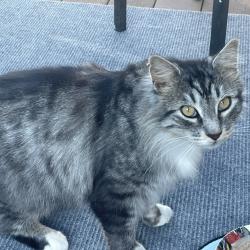 Shelter Stray Unknown Cat last seen , 2608 Center St, Tacoma, WA 98409, USA