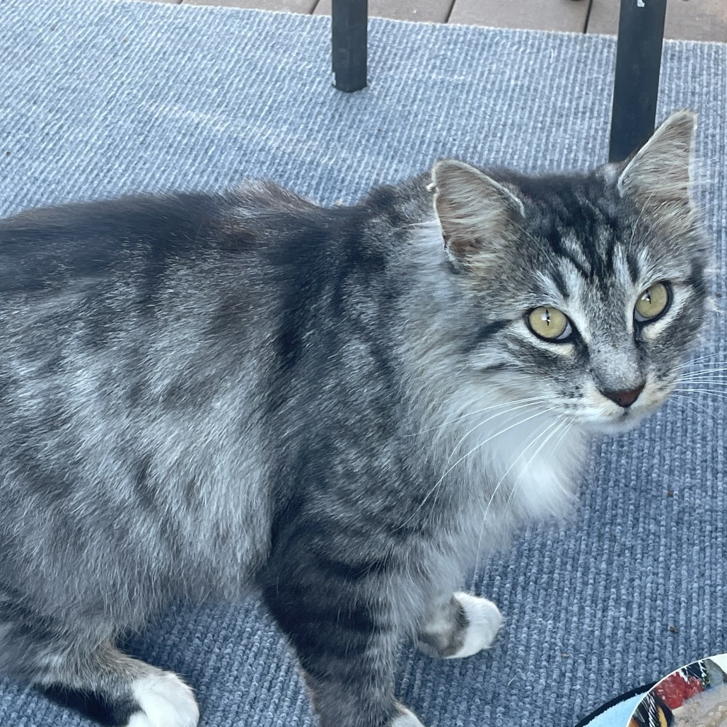 Shelter Stray Unknown Cat last seen , 2608 Center St, Tacoma, WA 98409, USA