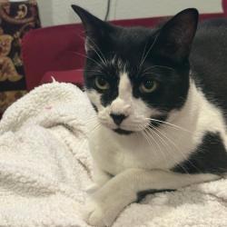Shelter Stray Unknown Cat last seen , 2608 Center St, Tacoma, WA 98409, USA