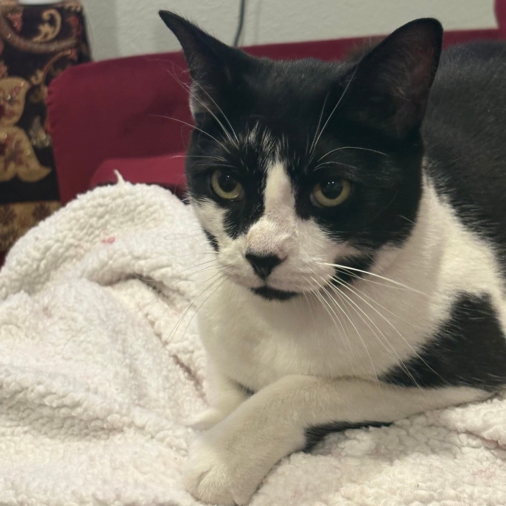 Shelter Stray Unknown Cat last seen , 2608 Center St, Tacoma, WA 98409, USA