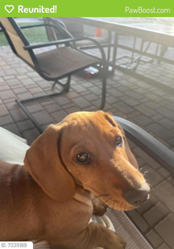 Reunited Female Dog last seen Near Drv Bell Rd, Phoenix, AZ 85085