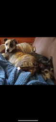Reunited Female Dog last seen Bluff road, Boring, OR 97009