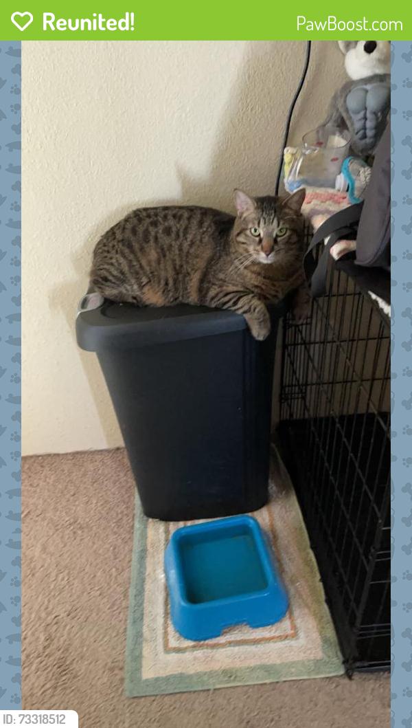 Reunited Male Cat last seen Rolling hills est, Cheyenne, WY 82009