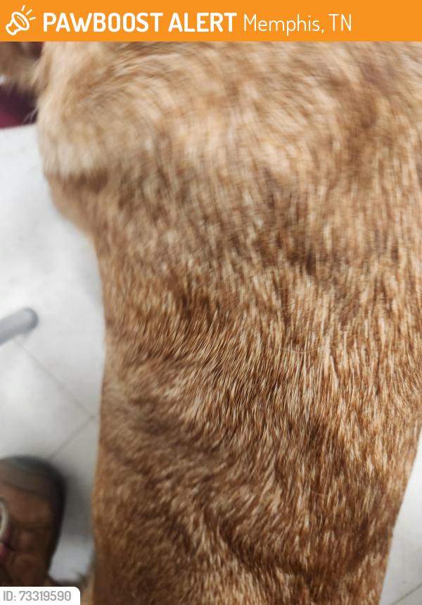 Found/Stray Male Dog last seen Poplar and Williford, Memphis, TN 38112