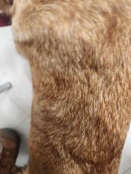 Found/Stray Male Dog last seen Poplar and Williford, Memphis, TN 38112