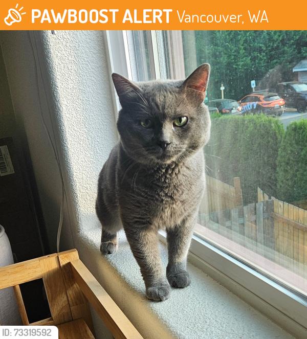 Found/Stray Male Cat last seen NE 39th & NE 109th, Vancouver, WA 98682