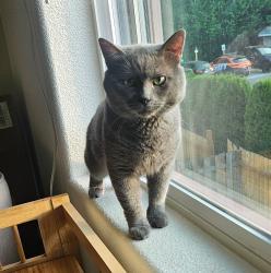 Found/Stray Male Cat last seen NE 39th & NE 109th, Vancouver, WA 98682