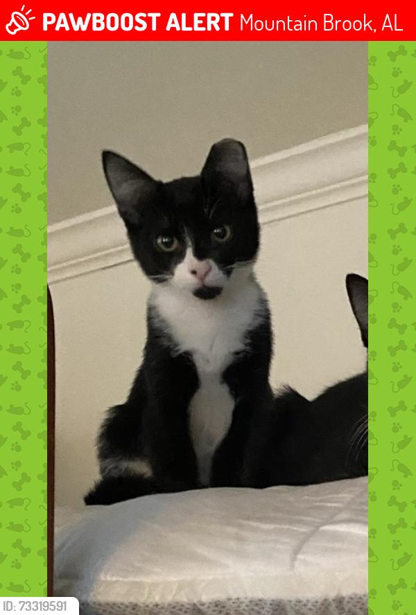 Lost Male Cat last seen Kennesaw and Gaines Mill Circle, Mountain Brook, AL 35213
