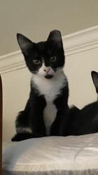 Lost Male Cat last seen Kennesaw and Gaines Mill Circle, Mountain Brook, AL 35213