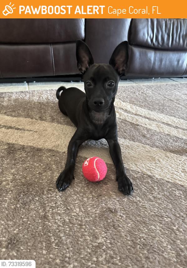 Rehomed Male Dog last seen Cape coral, Cape Coral, FL 33990