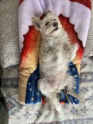 Reunited Female Dog last seen Chamizal Park, El Paso, TX 79905