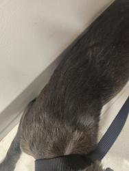 Found/Stray Female Dog last seen Poplar and Williford, Memphis, TN 38112