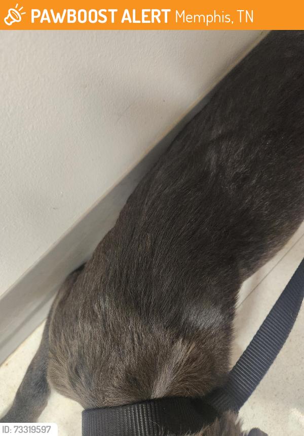 Found/Stray Female Dog last seen Poplar and Williford, Memphis, TN 38112