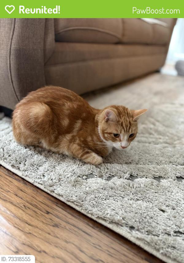 Reunited Male Cat last seen Rockport Dr & Thousand Oaks Ct, Clayton, NC 27527