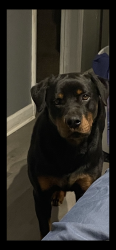 Lost Female Dog last seen Sterling, Kansas City, MO 64126