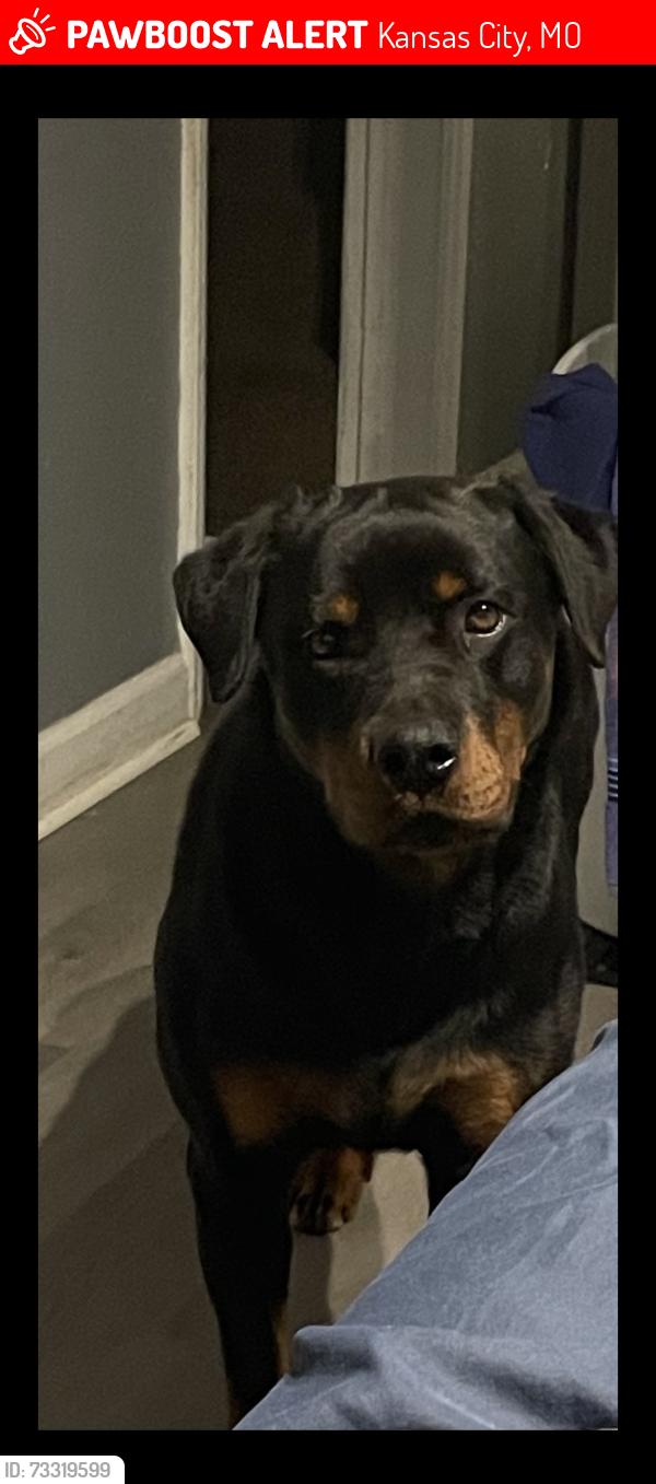 Lost Female Dog last seen Sterling, Kansas City, MO 64126
