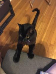 Lost Male Cat last seen 54th and Guilford near College, Indianapolis, IN 46220