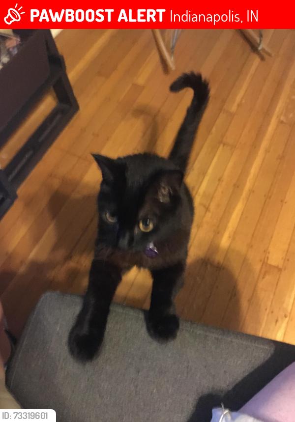 Lost Male Cat last seen 54th and Guilford near College, Indianapolis, IN 46220