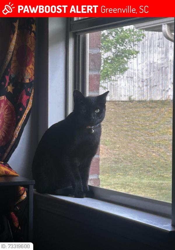Lost Male Cat last seen Near Bracken Woods Way, Greenville, SC 29673