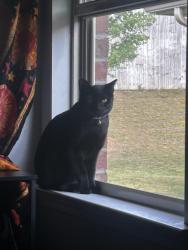 Lost Male Cat last seen Near Bracken Woods Way, Greenville, SC 29673