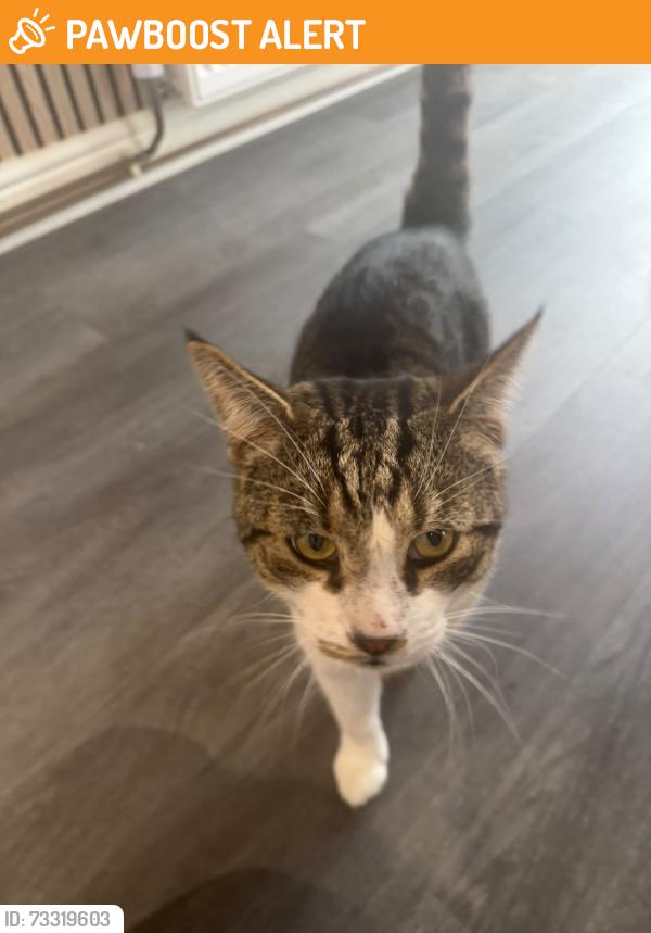 Found/Stray Male Cat last seen Albert drive, Morley, England LS27 8SE