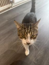 Found/Stray Male Cat last seen Albert drive, Morley, England LS27 8SE