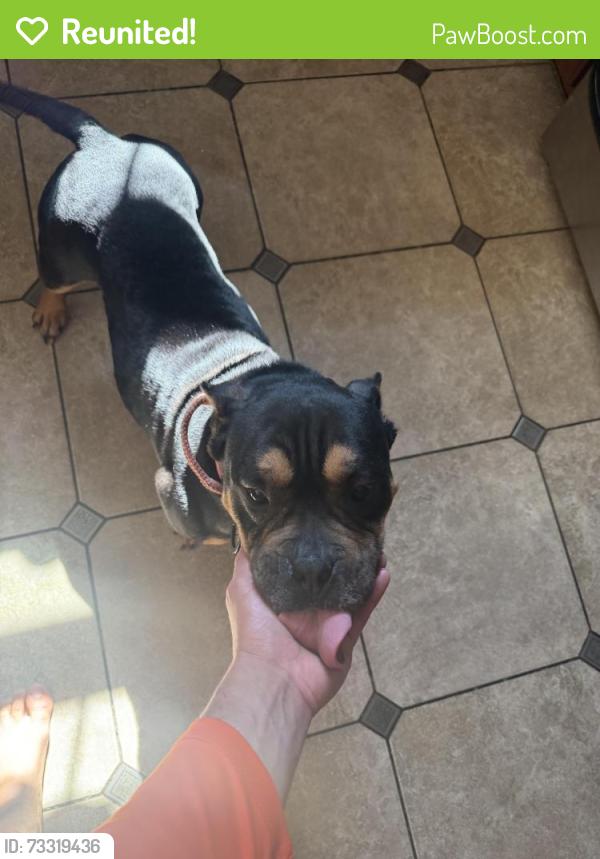 Reunited Female Dog last seen Ebenezer rd area ., Cincinnati, OH 45248