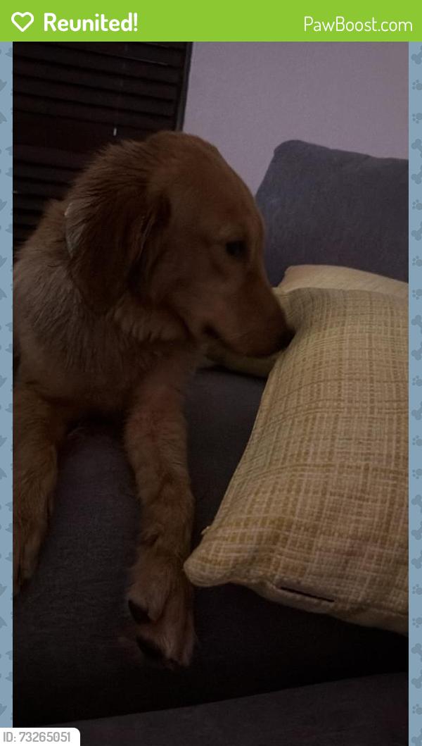 Reunited Female Dog last seen 8th st and 65th st, Miami, FL 33144