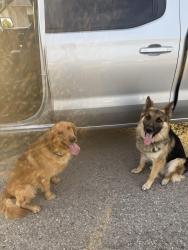 Reunited Male Dog last seen La Mesa Rd, Victorville, CA 92392
