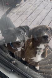 Reunited Male Dog last seen American Tobacco Trail, Durham, NC 27713