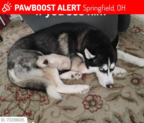 Lost Male Dog last seen Johnson Ave, 45505 Springfield Ohio, Springfield, OH 45505