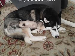 Lost Male Dog last seen Johnson Ave, 45505 Springfield Ohio, Springfield, OH 45505