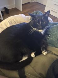 Lost Male Cat last seen On the road with the Deshon Animal hosp, DeKalb County, GA 30087
