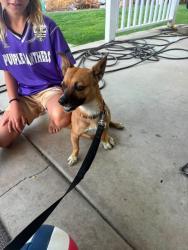 Reunited Male Dog last seen Orchard & Ave San Timiteo CHERRY VALLEY CA, Cherry Valley, CA 92223