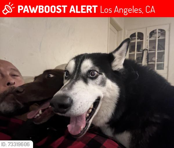 Lost Male Dog last seen Plata St between Hoover St and Michellenda, Los Angeles, CA 90026