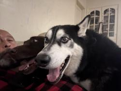 Lost Male Dog last seen Plata St between Hoover St and Michellenda, Los Angeles, CA 90026