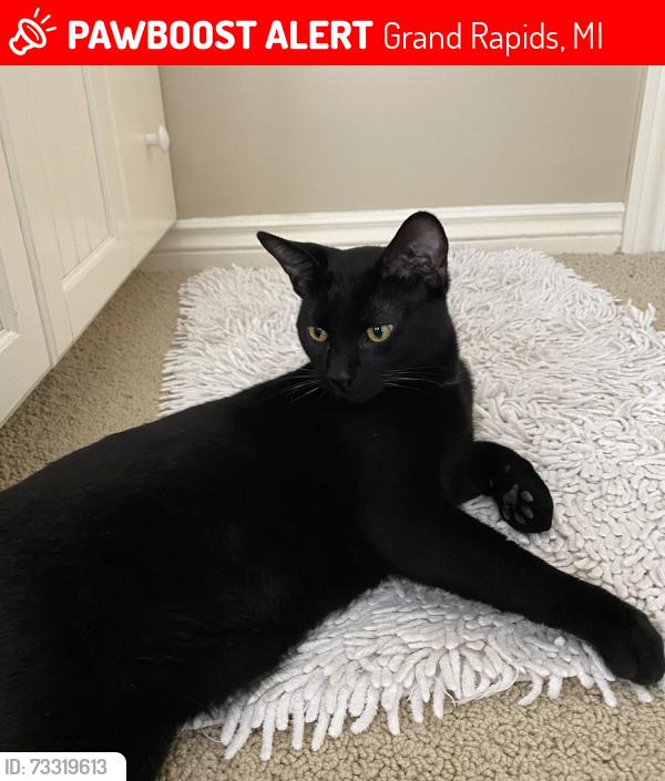 Lost Male Cat last seen Knapp and Dunnigan, Grand Rapids, MI 49525